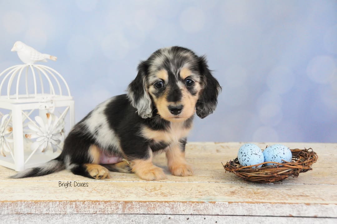 Hellblauer Bokeh Verschwommener Fotografie-Hintergrund SH669