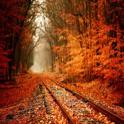 Autumn Yellow Fallen Leaves Forest Railway Backdrop for Photography F-168