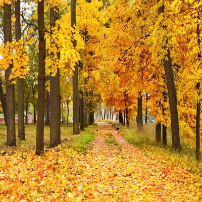 Autumn Backdrop Yellow Fallen Leaves Nature Forest Road Backdrop F-177