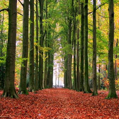 Autumn Yellow Fallen Leaves Forest Backdropfor Photography F-180