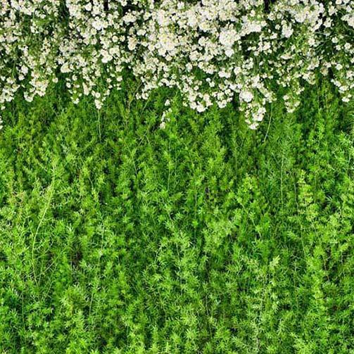 Grüne Blätter Blumenwand Fotografie Hintergrund G-186