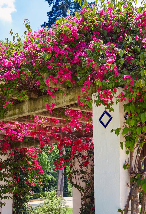 Red Flowers Arch Garden Backdrop for Photography J05494