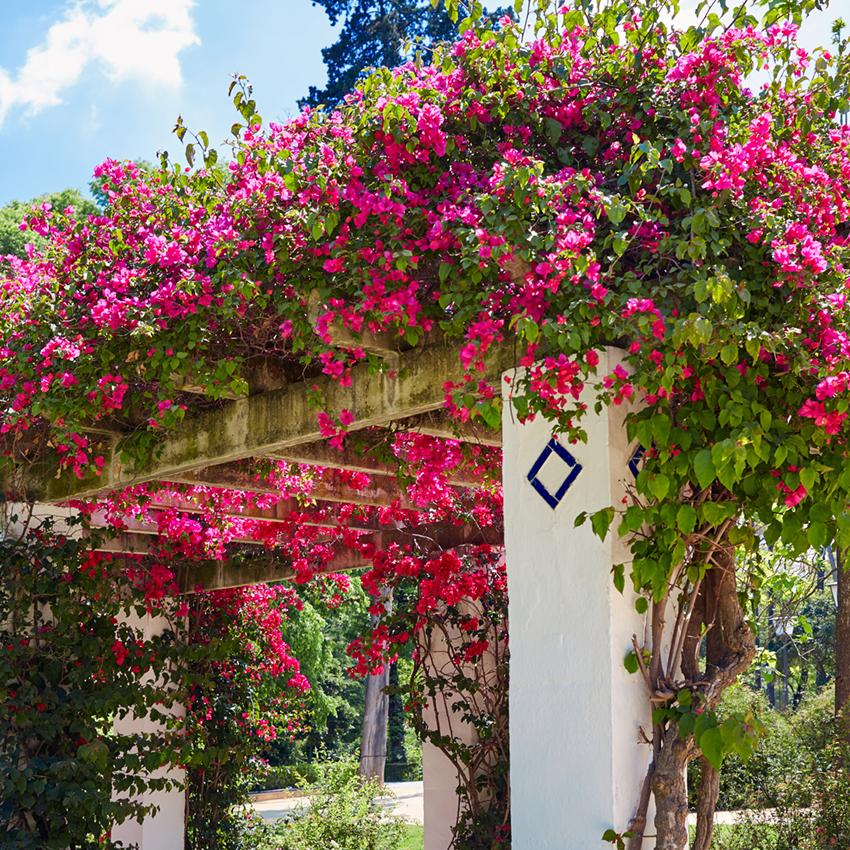 Red Flowers Arch Garden Backdrop for Photography J05494