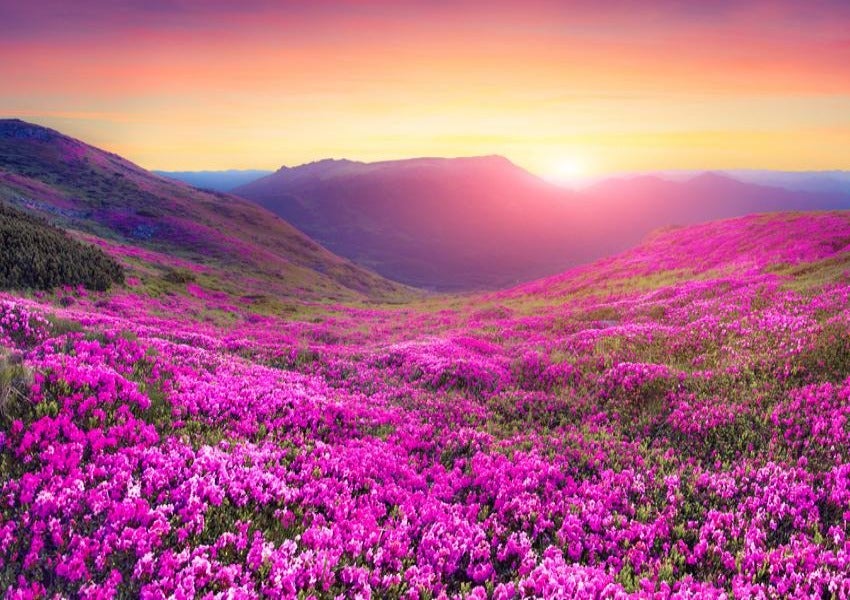 Spring Flowers Mountain Sunshine Backdrop for Photography