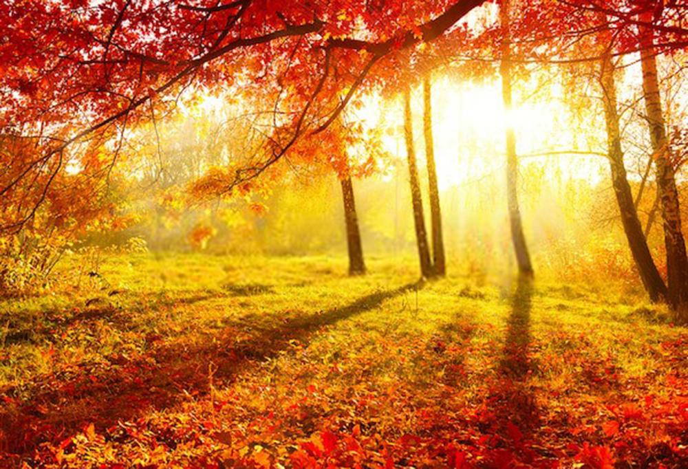 Fall Yellow Forest Photography Backdrop
