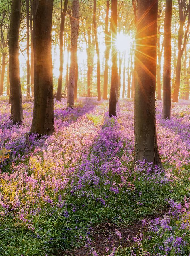 Forest Scenery Sunshine Purple Flowers for Studio Photo Shoot
