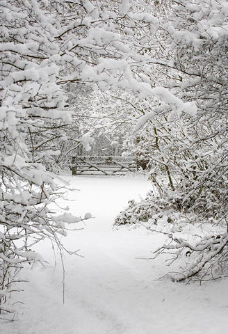Winter Schneewald Hintergrund für Fotografie LV-894