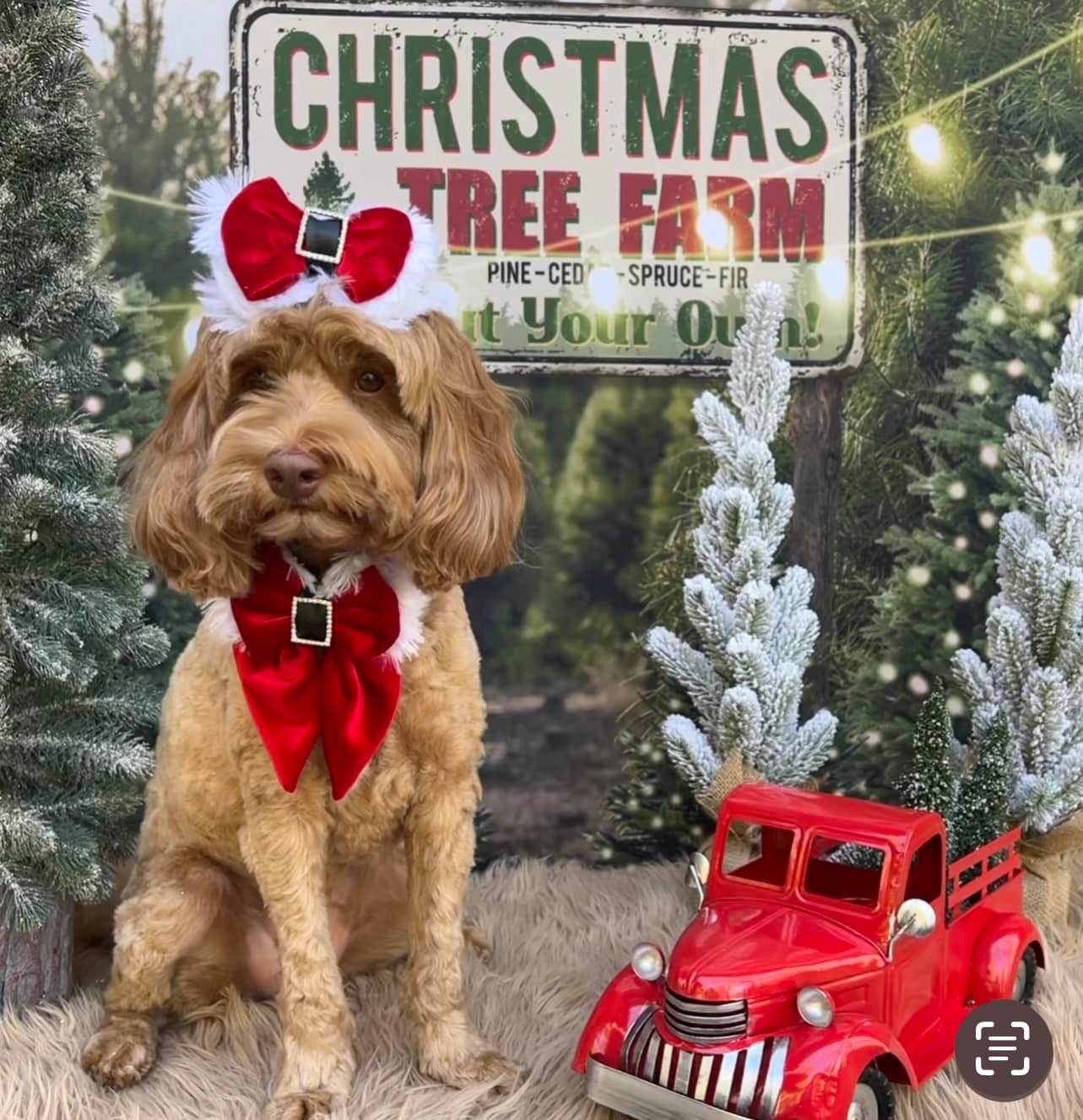 Weihnachtsbaum Bauernhof Lichterketten Hintergrund für Fotografie D830