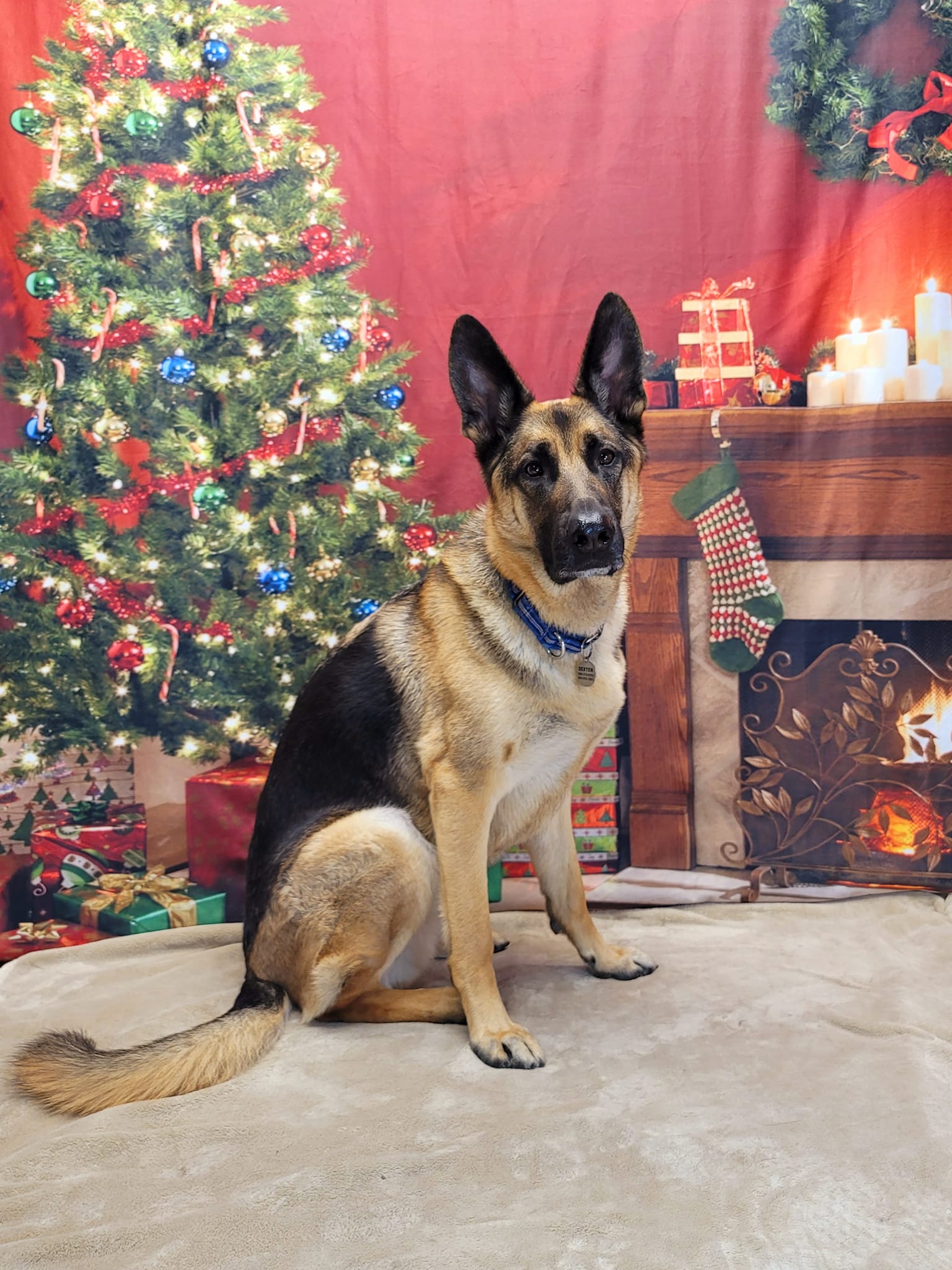 Weihnachtsbaum-Kranz-rote Wand-Kamin-Dekoration-Hintergrund für Phoot-Shooting KAT-106