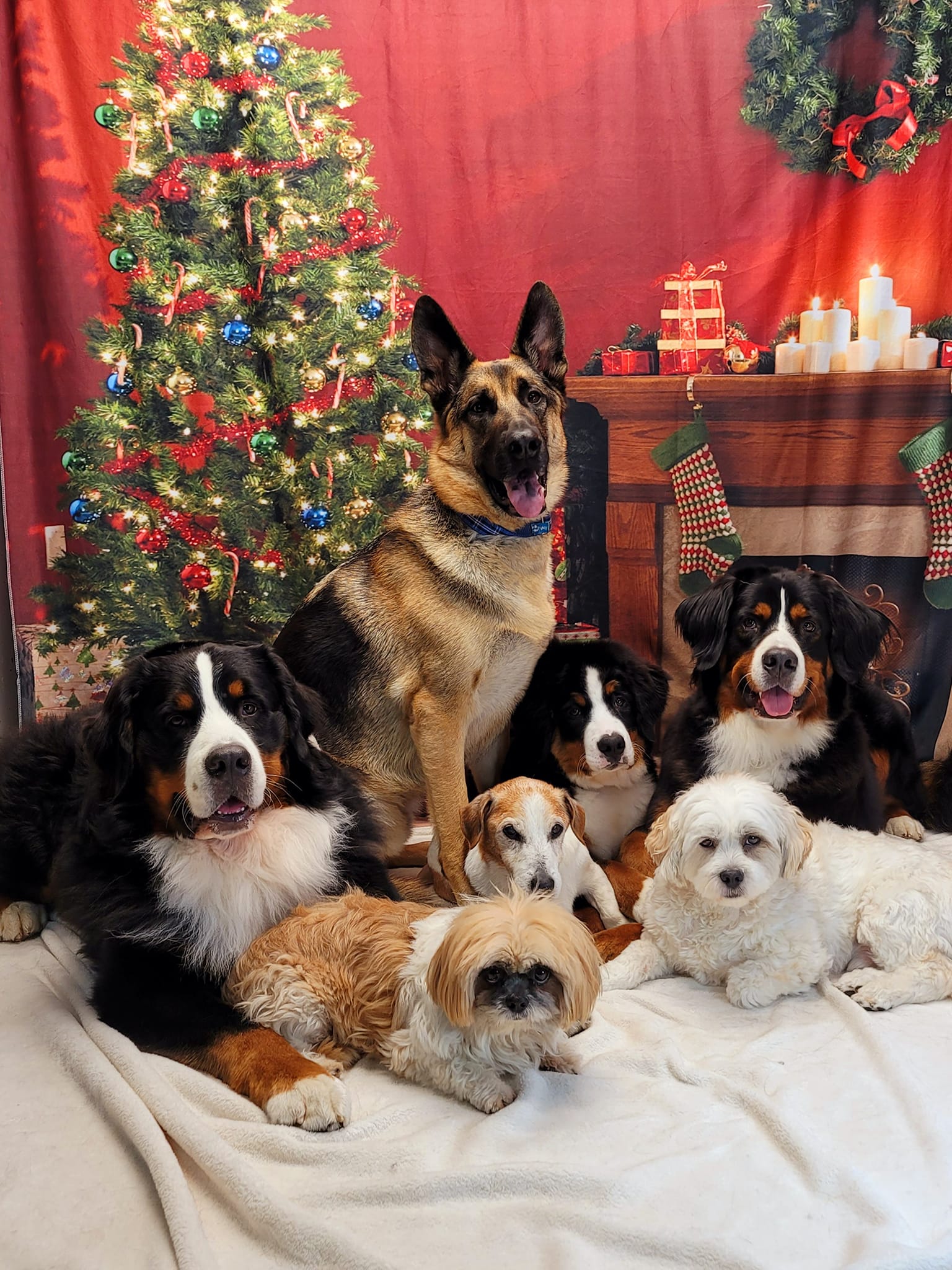Weihnachtsbaum-Kranz-rote Wand-Kamin-Dekoration-Hintergrund für Phoot-Shooting KAT-106