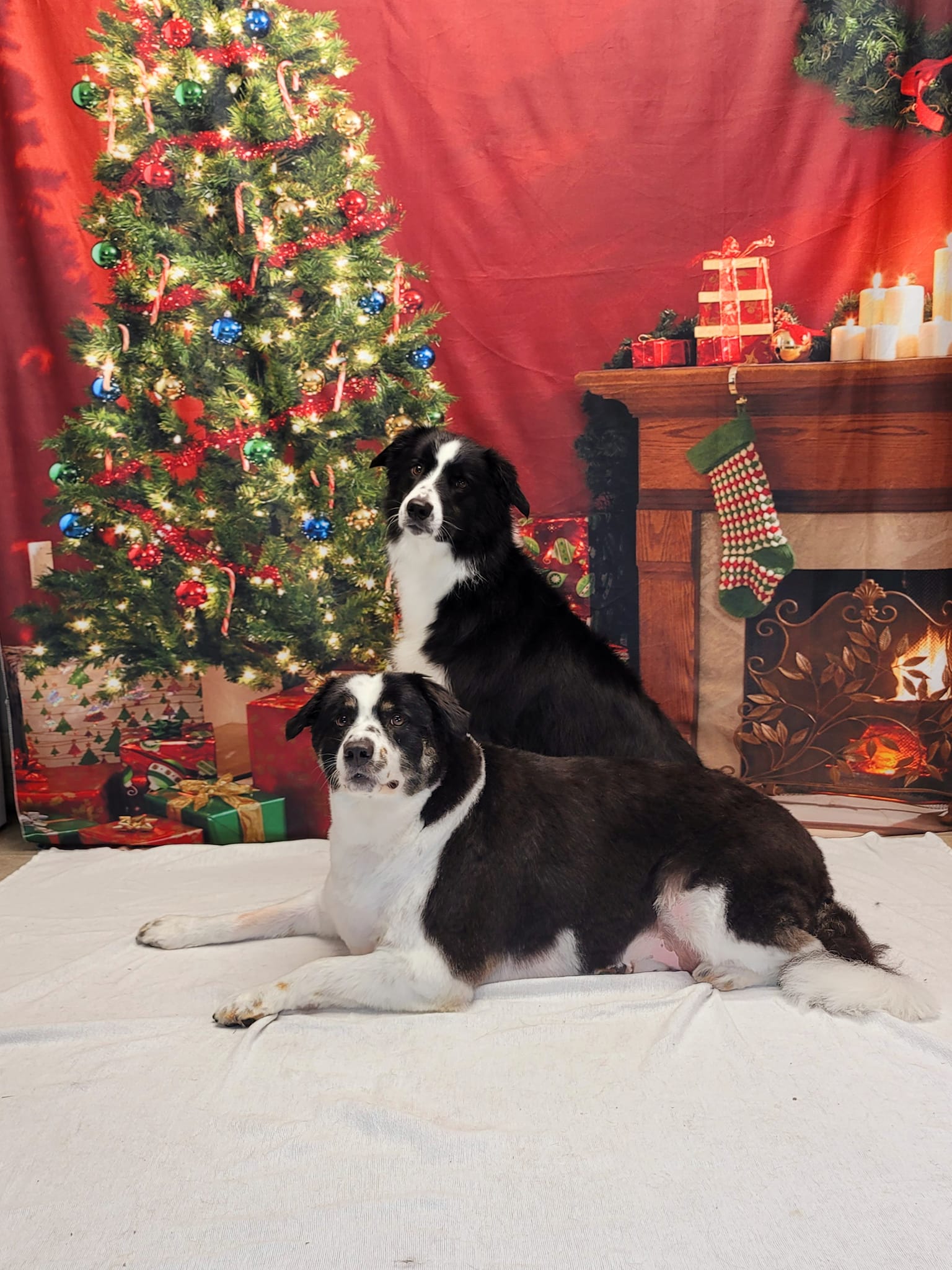 Weihnachtsbaum-Kranz-rote Wand-Kamin-Dekoration-Hintergrund für Phoot-Shooting KAT-106