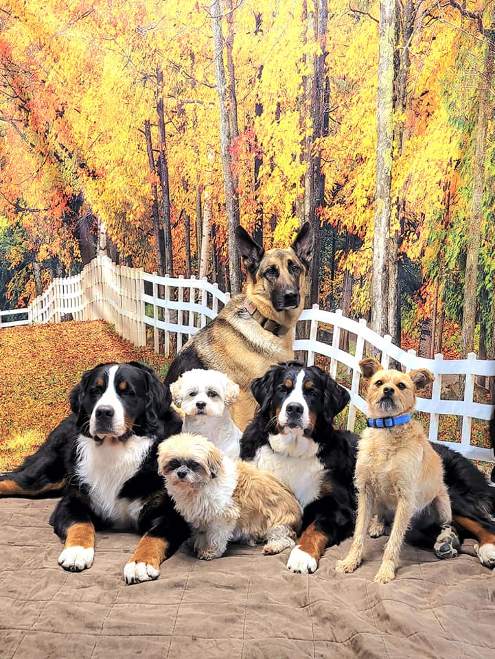 Herbst Wald GAltgelb Blätter Landschaft Hintergrund für Fotos F-184