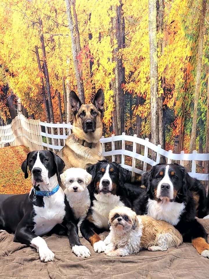 Herbst Wald GAltgelb Blätter Landschaft Hintergrund für Fotos F-184