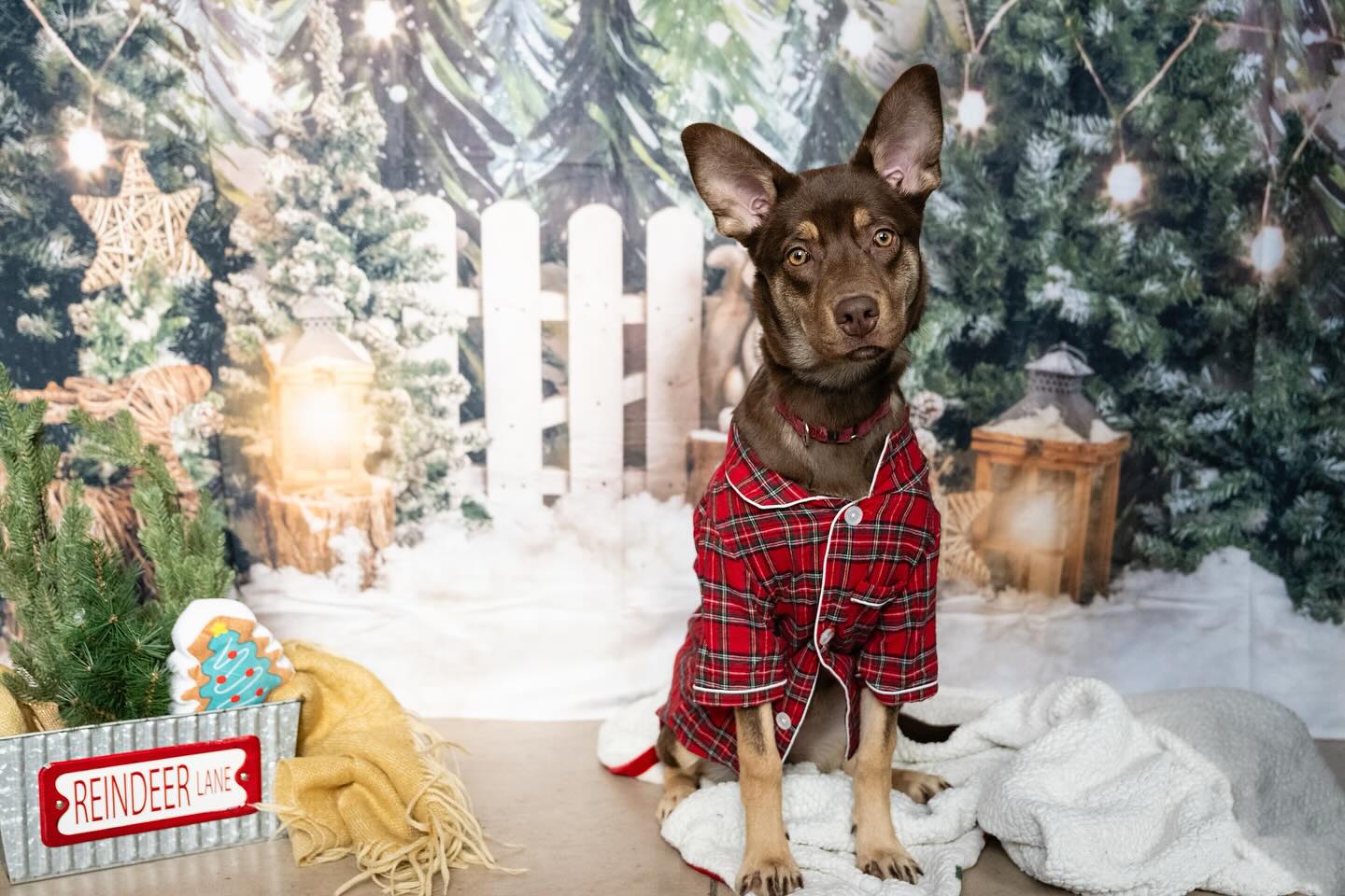 Verschneiter Wald Elch Weihnachtsfotografie Hintergrund M6-90