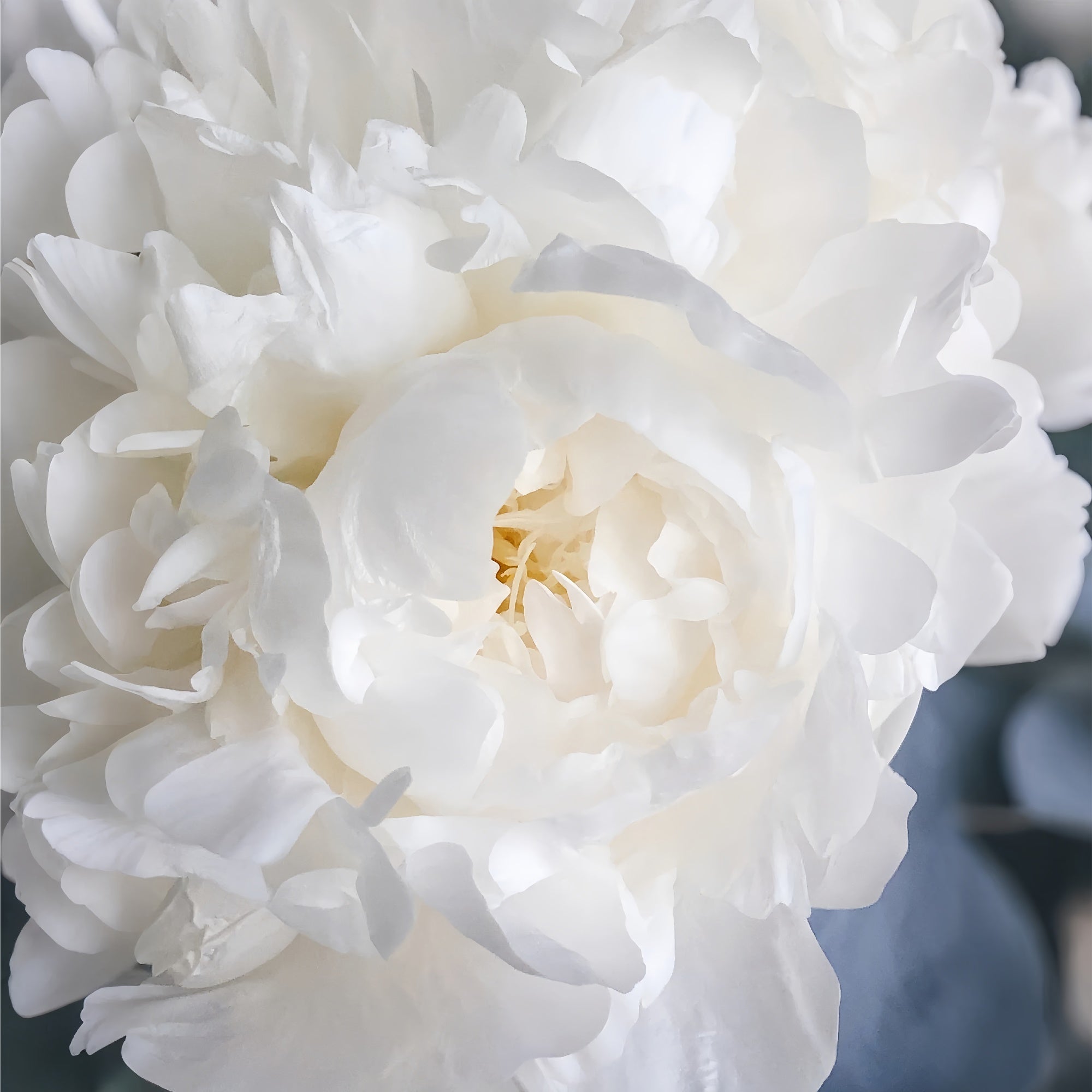 Floral Fotografie Hintergrundkulissen Weiße Pfingstrose Blüte Hintergrund BRP1-385