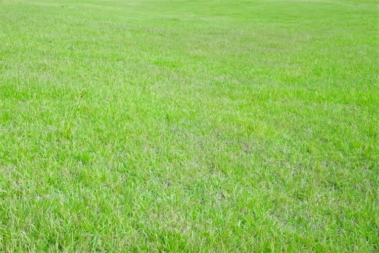 Fotohintergrund Boden Lebendiges Grünes Grasfeld Bodenhintergrund BRP1-527