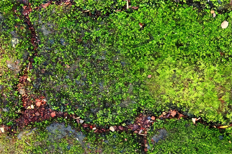 Fotohintergrund Boden Rustikaler Grüner Moosweg Bodenhintergrund BRP1-529