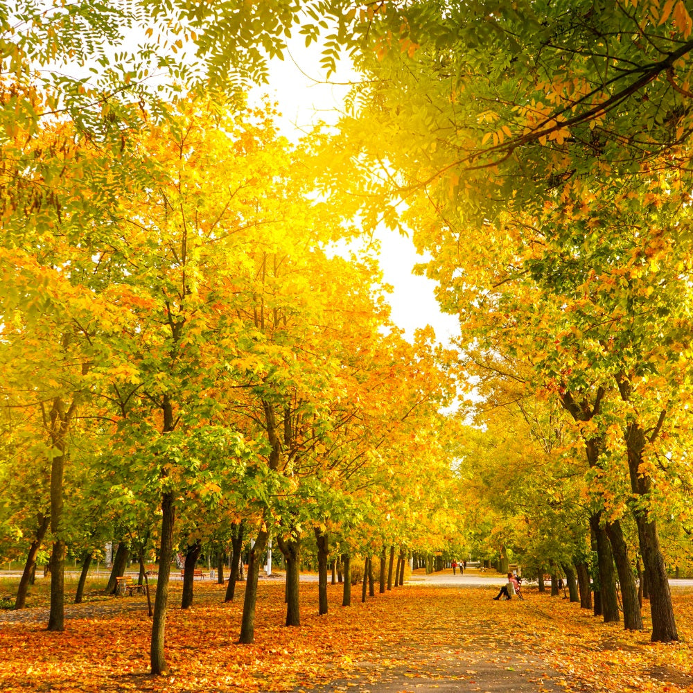 Herbstblätter Hintergrund Herbst Bäume Golden Hintergrund BRP10-234