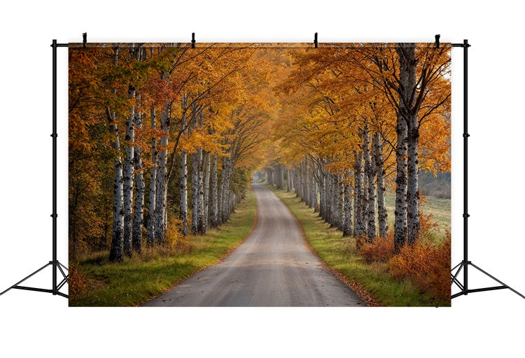 Herbst-Fotohintergrund Birke Baum Pfad Szene Hintergrund BRP10-237