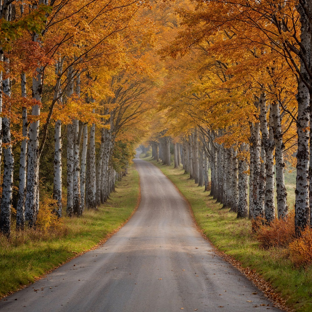 Herbst-Fotohintergrund Birke Baum Pfad Szene Hintergrund BRP10-237