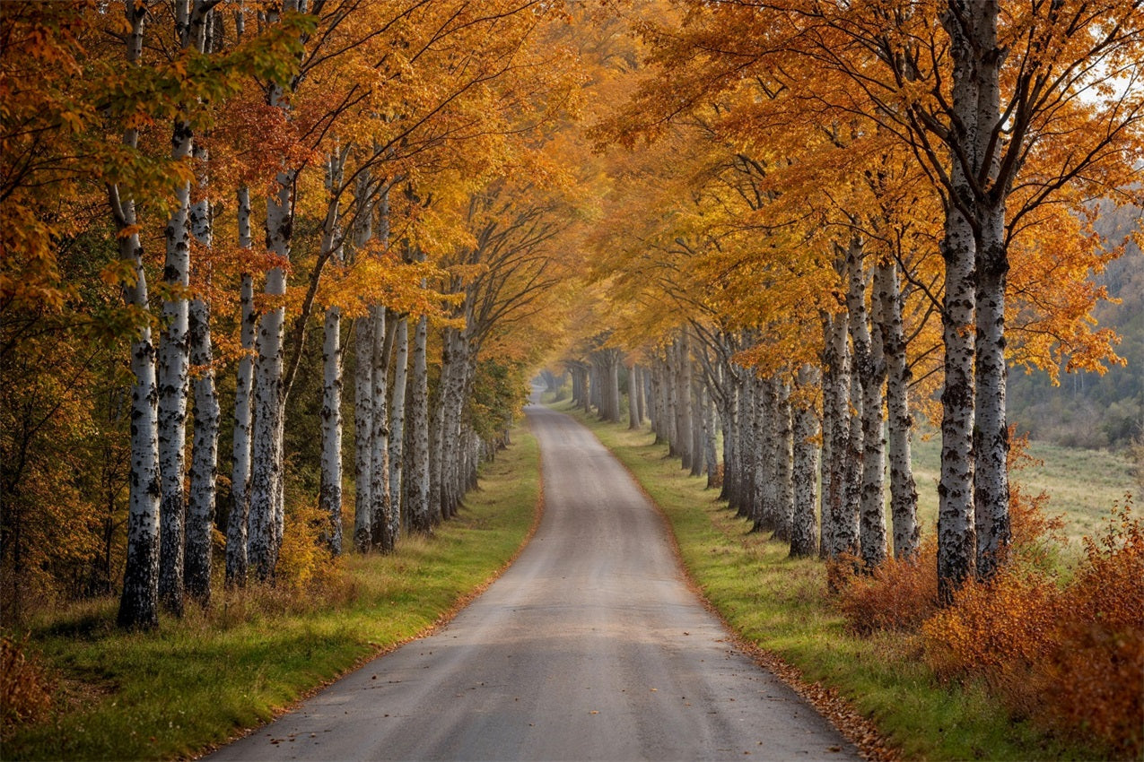 Herbst-Fotohintergrund Birke Baum Pfad Szene Hintergrund BRP10-237