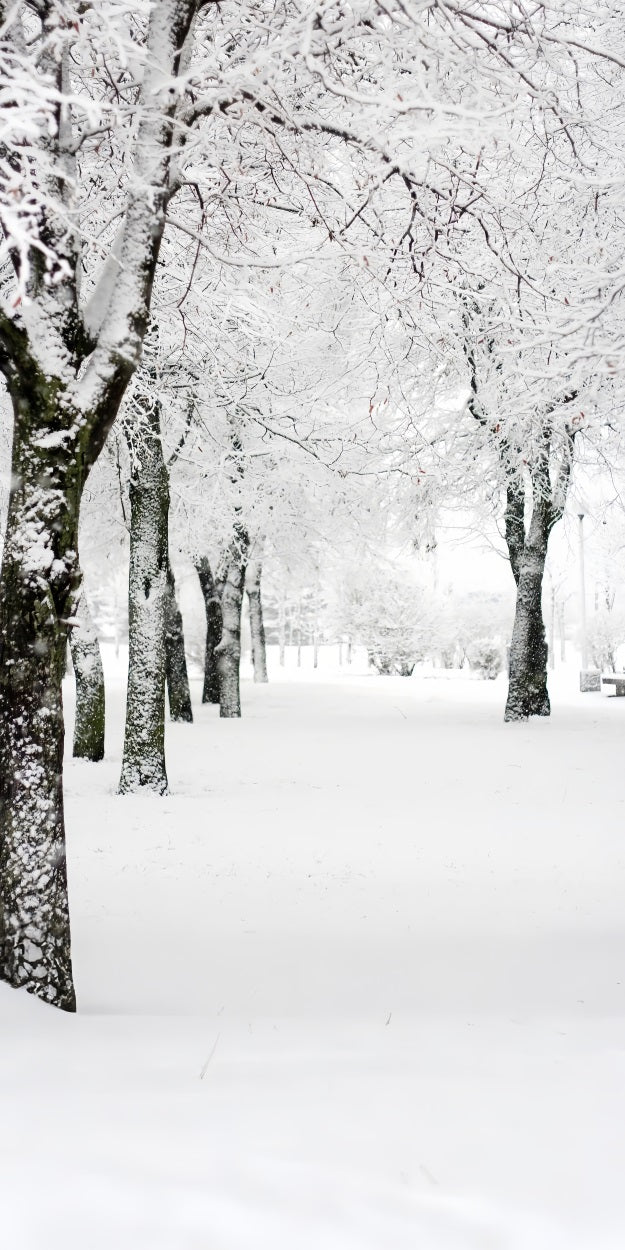 Winter Wonderland Sweep Park Frosted Trees Backdrop BRP10-518