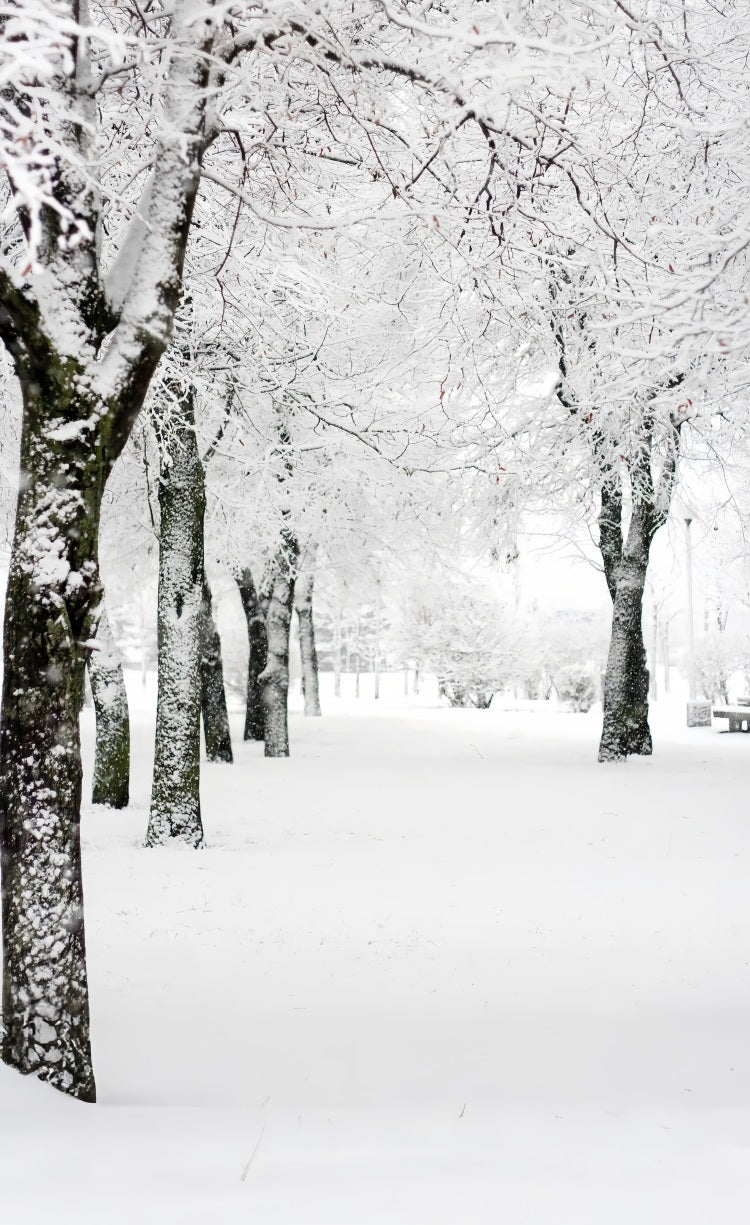 Winter Wonderland Sweep Park Frosted Trees Backdrop BRP10-518