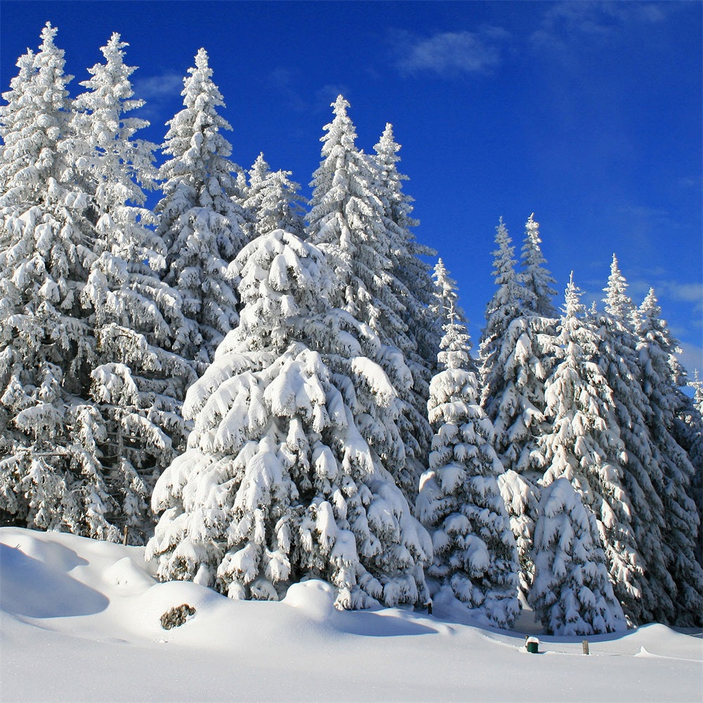 Winter Fotokulisse Vereiste Bäume Lebendiger Himmel Hintergrund BRP11-3