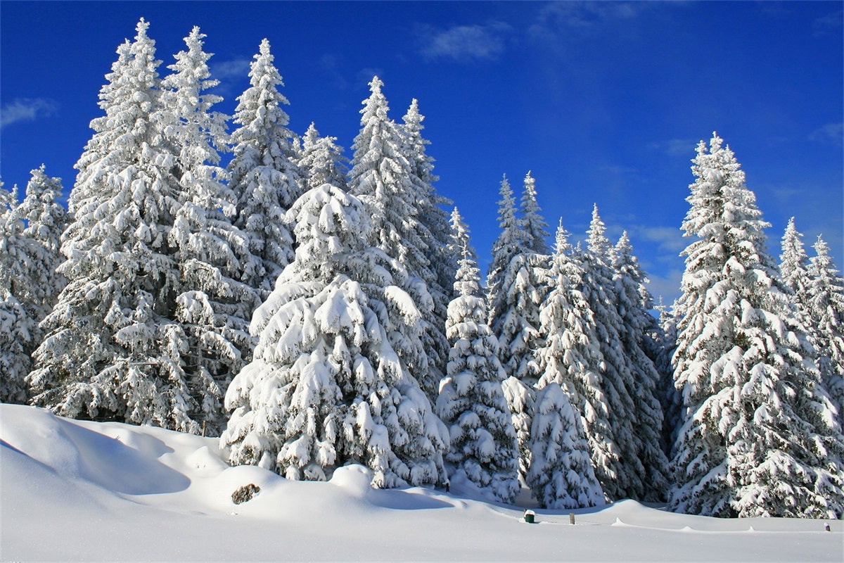 Winter Fotokulisse Vereiste Bäume Lebendiger Himmel Hintergrund BRP11-3