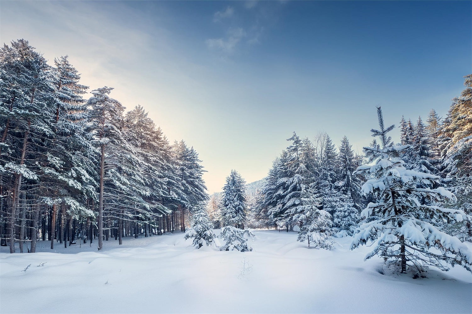 Winter Woods Hintergrund Serene Pine Landscape Hintergrund BRP11-490