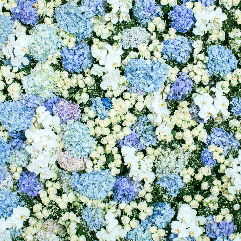 Frühling Fotokulissen Blau Weiß Floral Wand Hintergrund BRP11-518