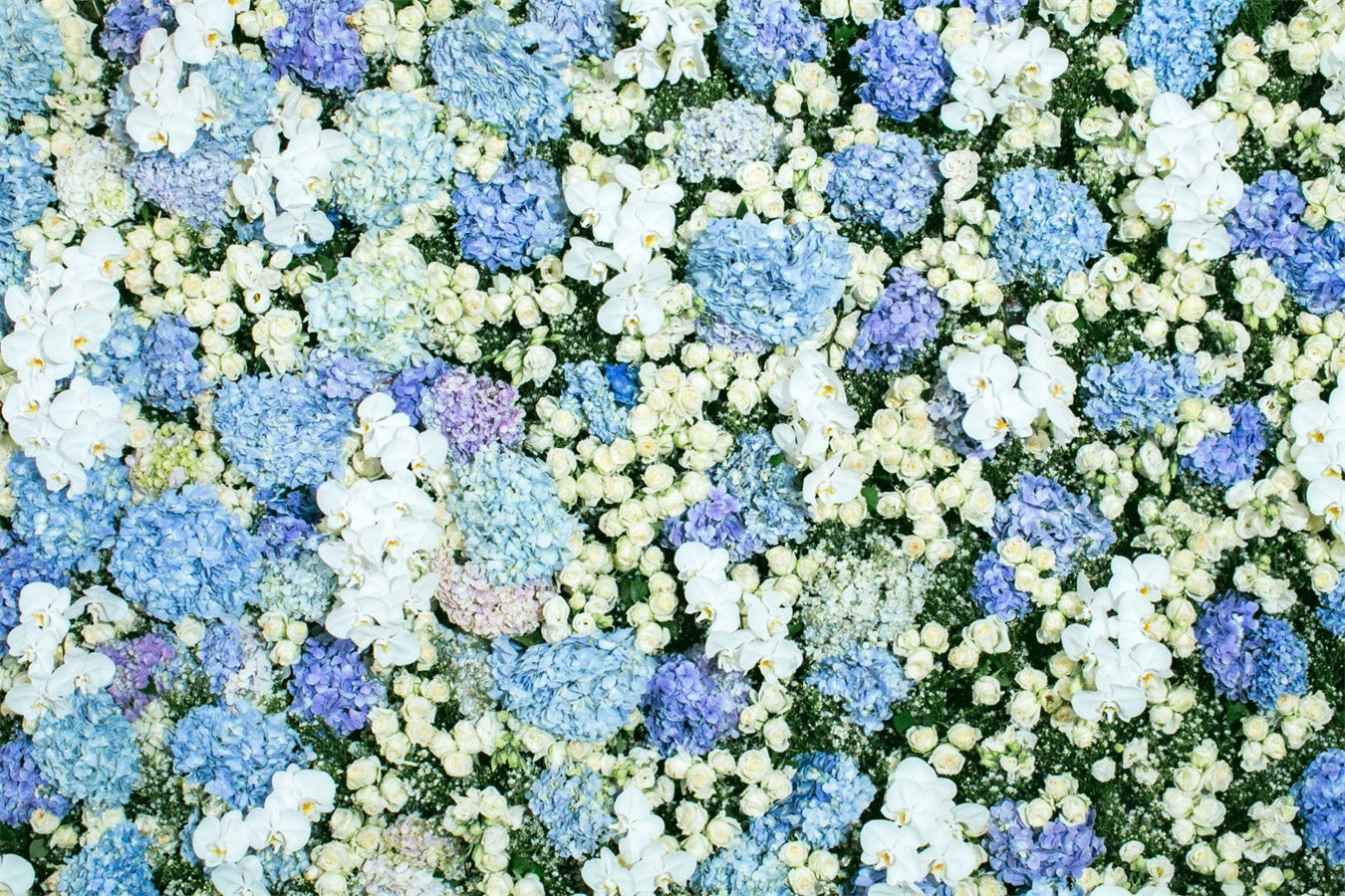 Frühling Fotokulissen Blau Weiß Floral Wand Hintergrund BRP11-518