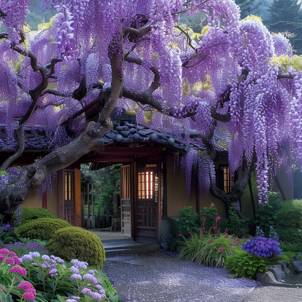 Frühling Hintergrund Wisteria Blüte um Tür Hintergrund BRP11-520