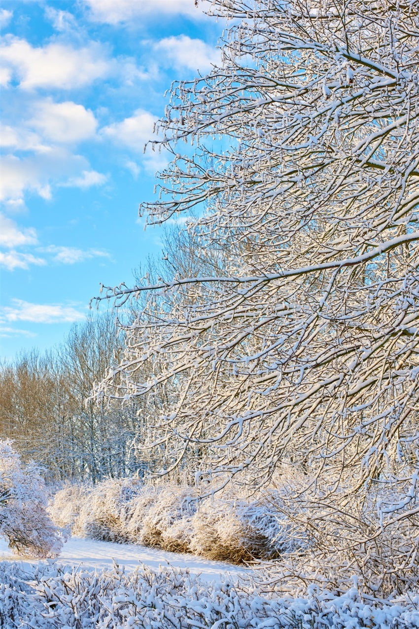 Winter Hintergrund Frostige Zweige Heller Himmel  Hintergrund BRP11-68