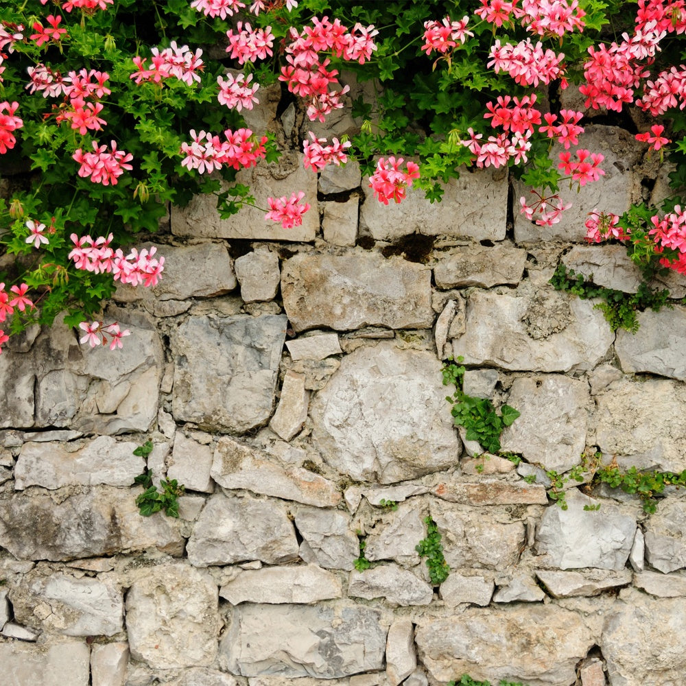 Blumenwand Fotohintergrund Lebendiges Rosa Steinwand Hintergrund BRP12-565