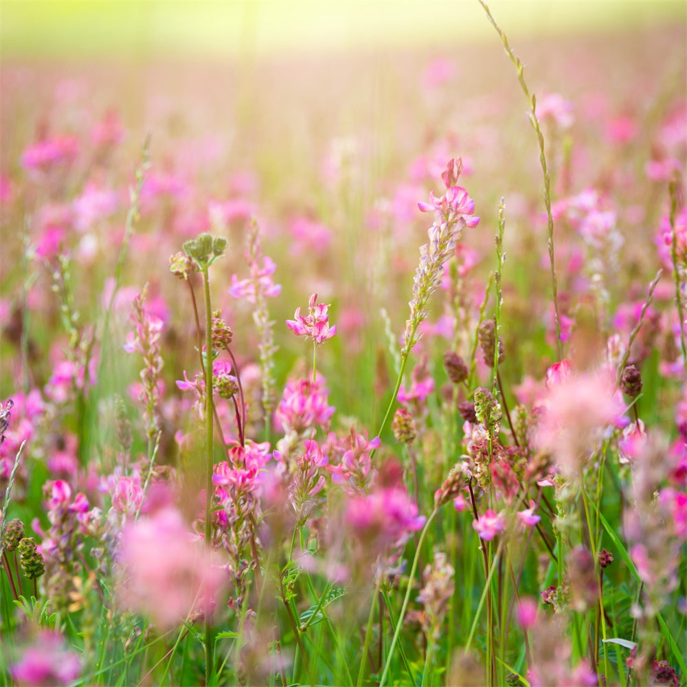 Fotohintergrund Floral Romantisch Rosa Blüte Wiese Hintergrund BRP12-569