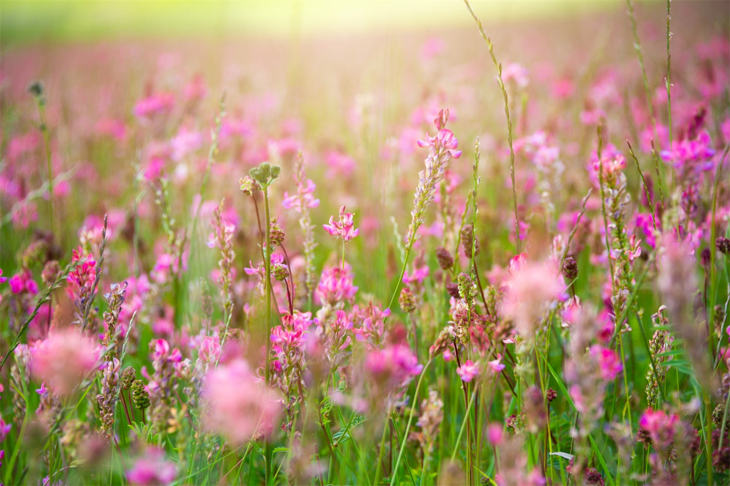 Fotohintergrund Floral Romantisch Rosa Blüte Wiese Hintergrund BRP12-569