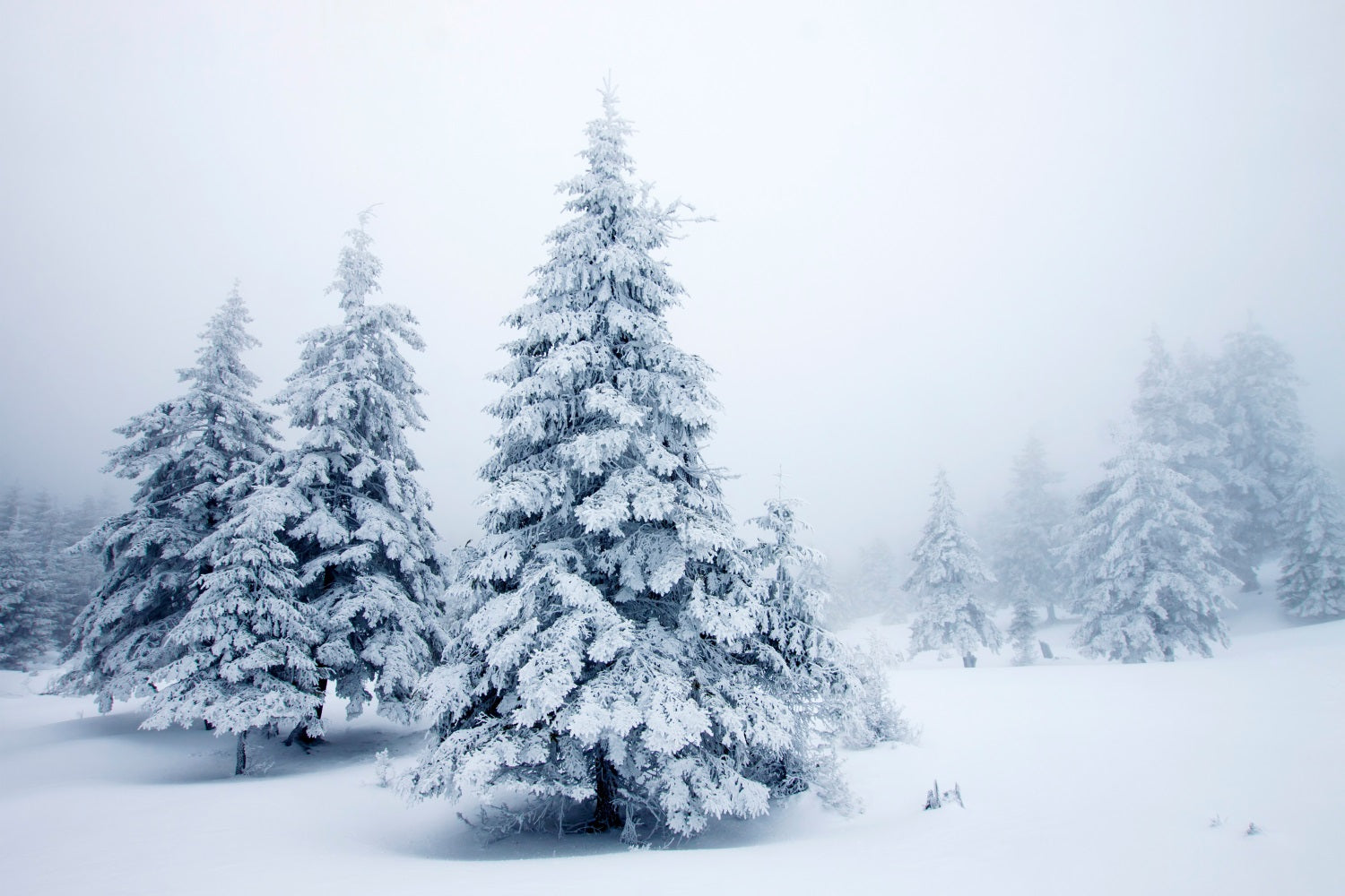 Winter Kiefern Ruhige Schneelandschaft Hintergrund BRP9-219