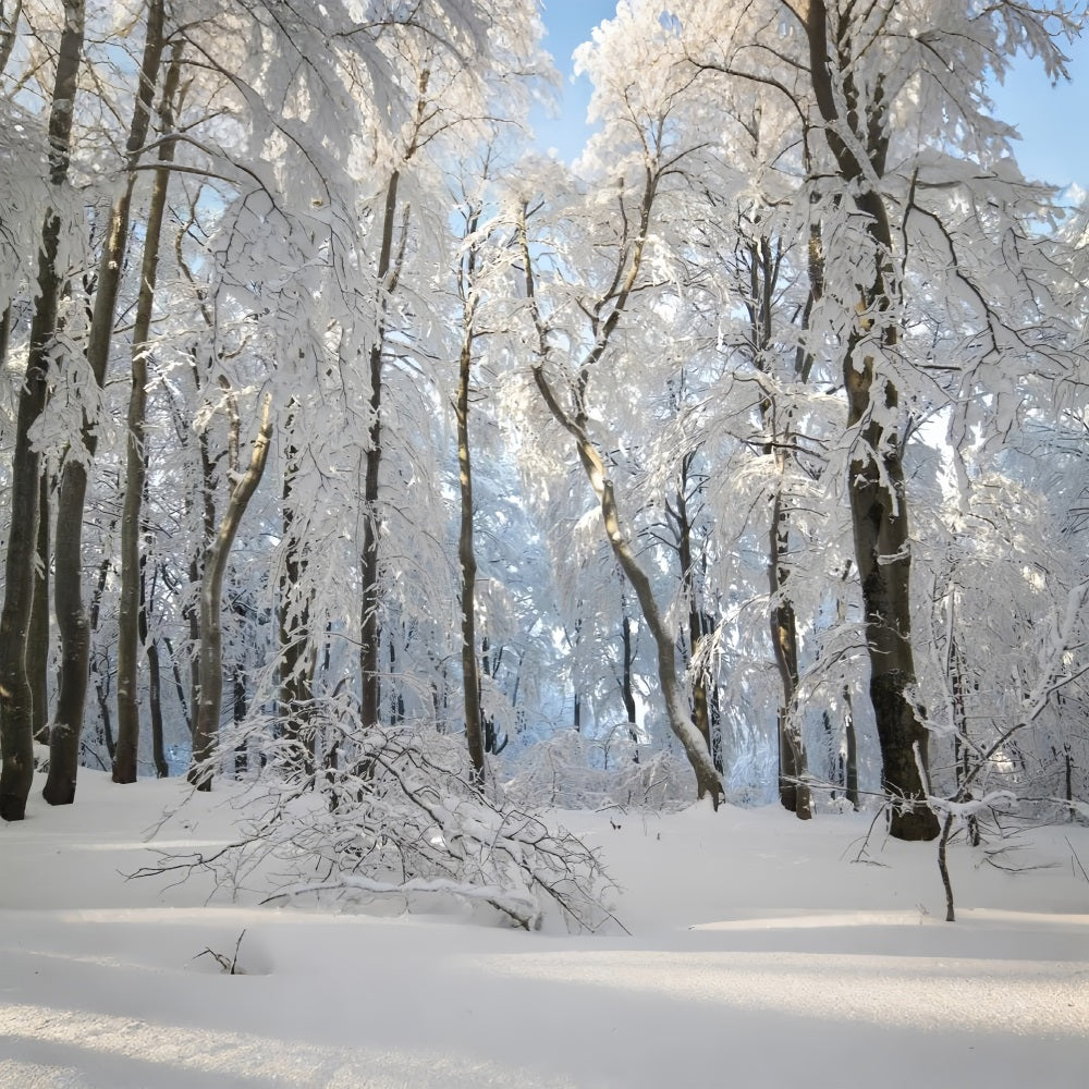 Winter Snowy Forest Wonderland Fotografie Hintergrund BRP9-220