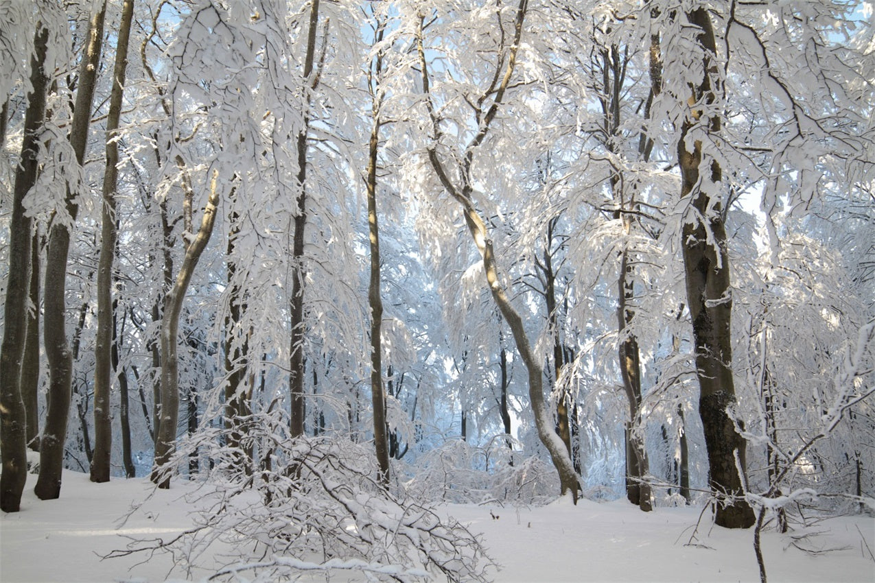 Winter Snowy Forest Wonderland Fotografie Hintergrund BRP9-220