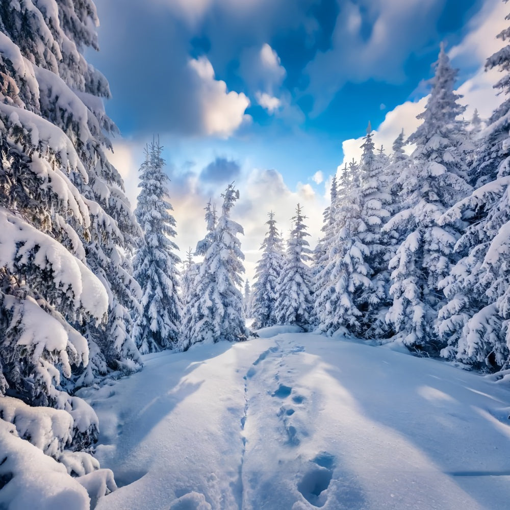 Winter Wald klarer blauer Himmel Fotografie Hintergrund BRP9-228