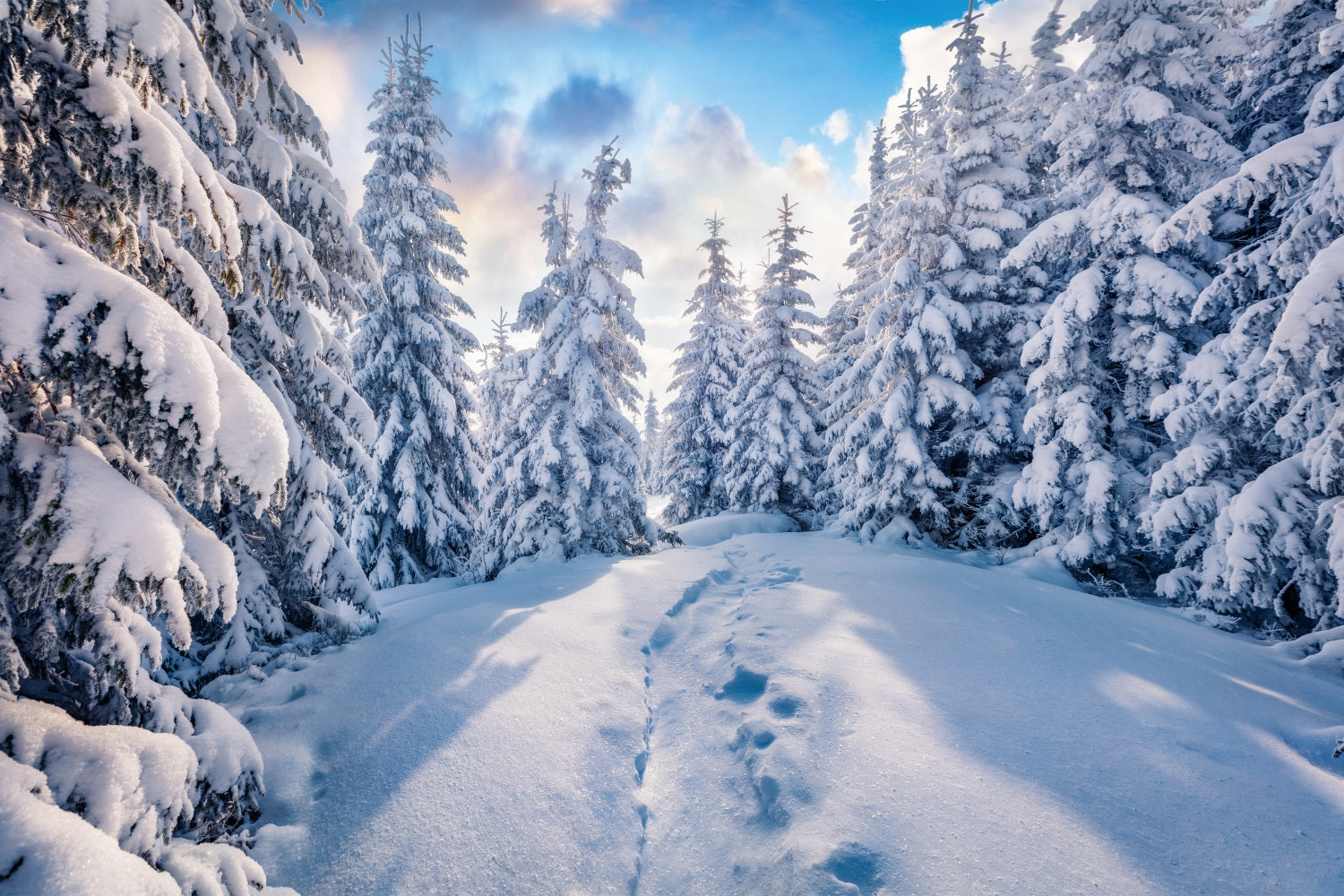 Winter Wald klarer blauer Himmel Fotografie Hintergrund BRP9-228