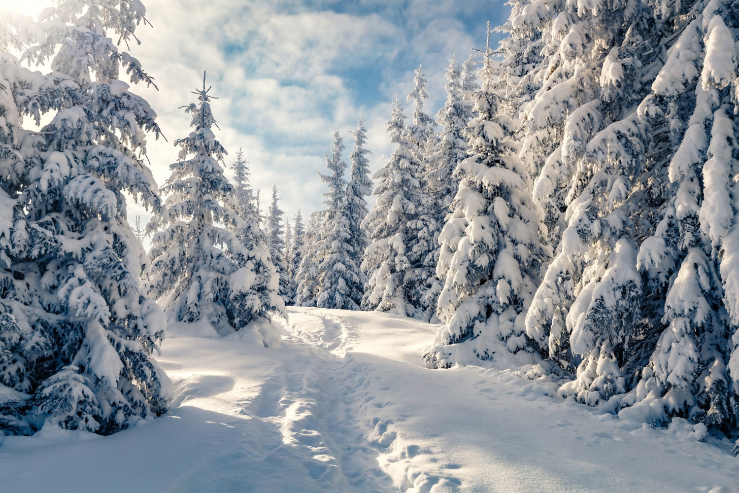 Winter frostige Bäume klarer blauer Himmel Hintergrund BRP9-229