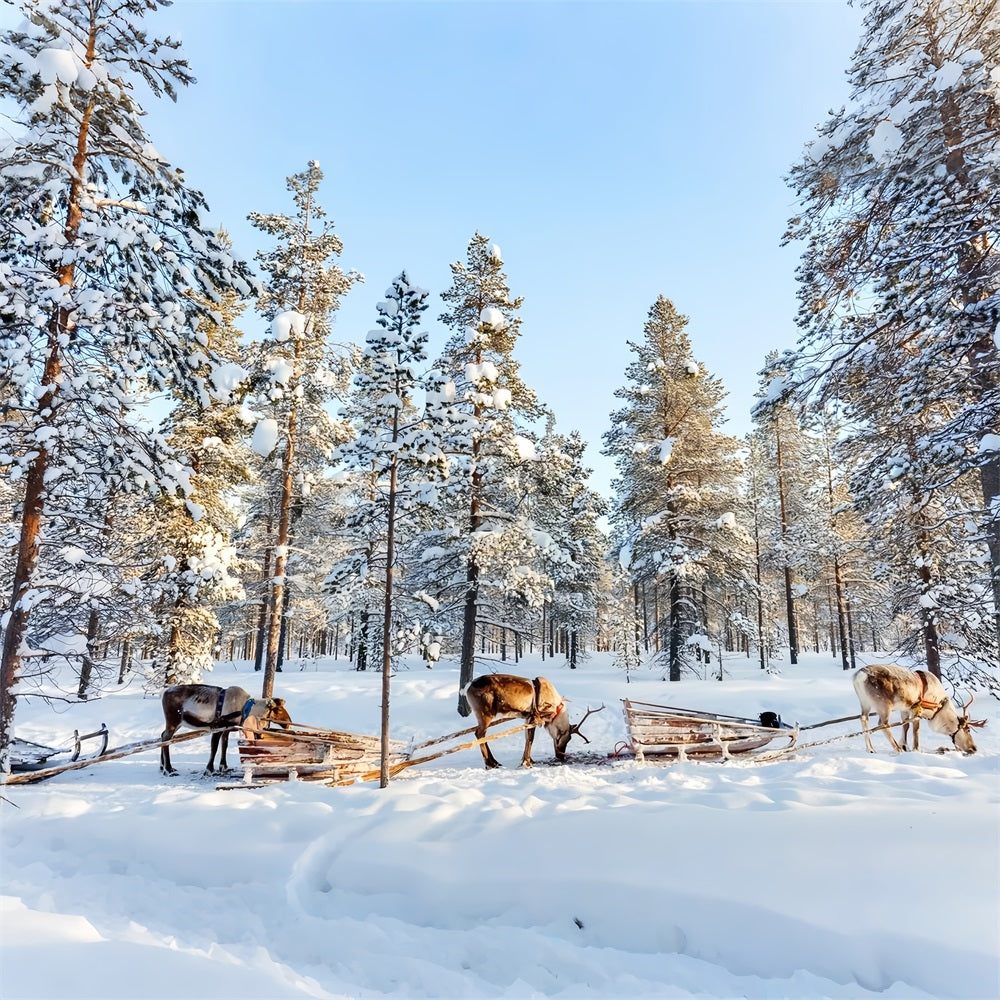 Rentier-Schlittenfahrt durch Winterkiefern Hintergrund BRP9-326