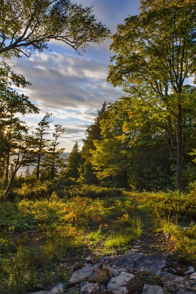 Wildnis Hintergrund Rustikale Sonnenuntergang Bäume Himmel Hintergrund CJJ2-127