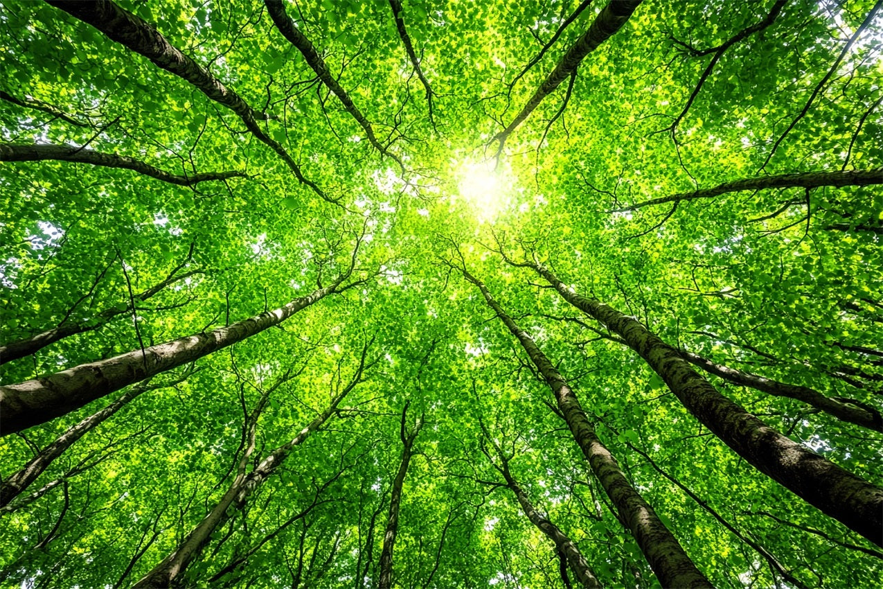 Fotografie Backdrops Wald üppige Baumkronen Himmel Hintergrund CSH4-90