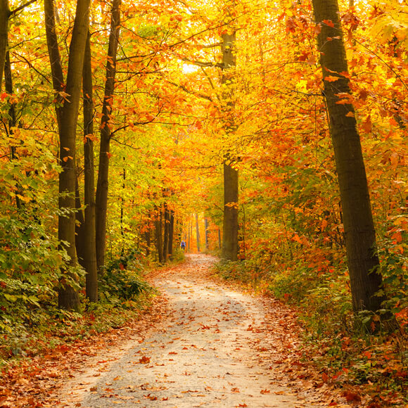 Herbst Hintergrund Waldlandschaft gelb Blätter Straße für Fotografie F-169