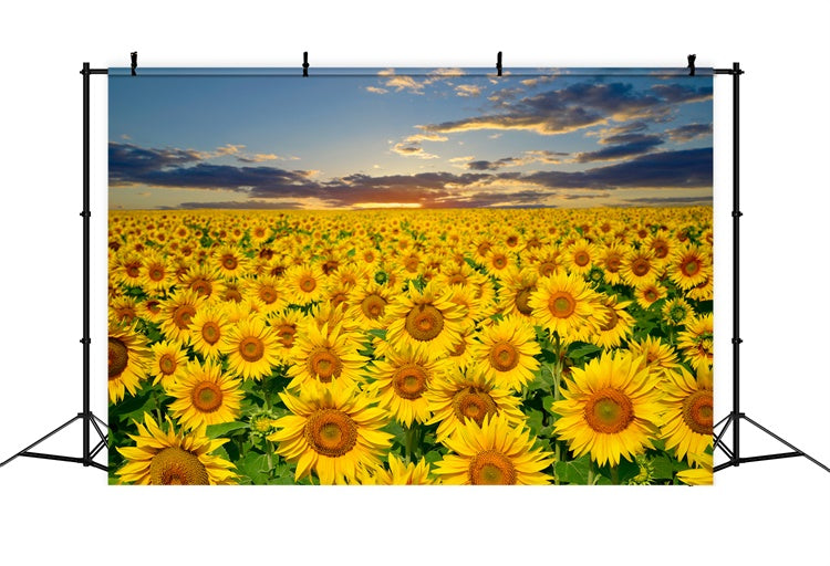 Sunflower Backdrops Goldene Sonnenblume Sonnenuntergang Feld Sommer Hintergrund GTY3-381