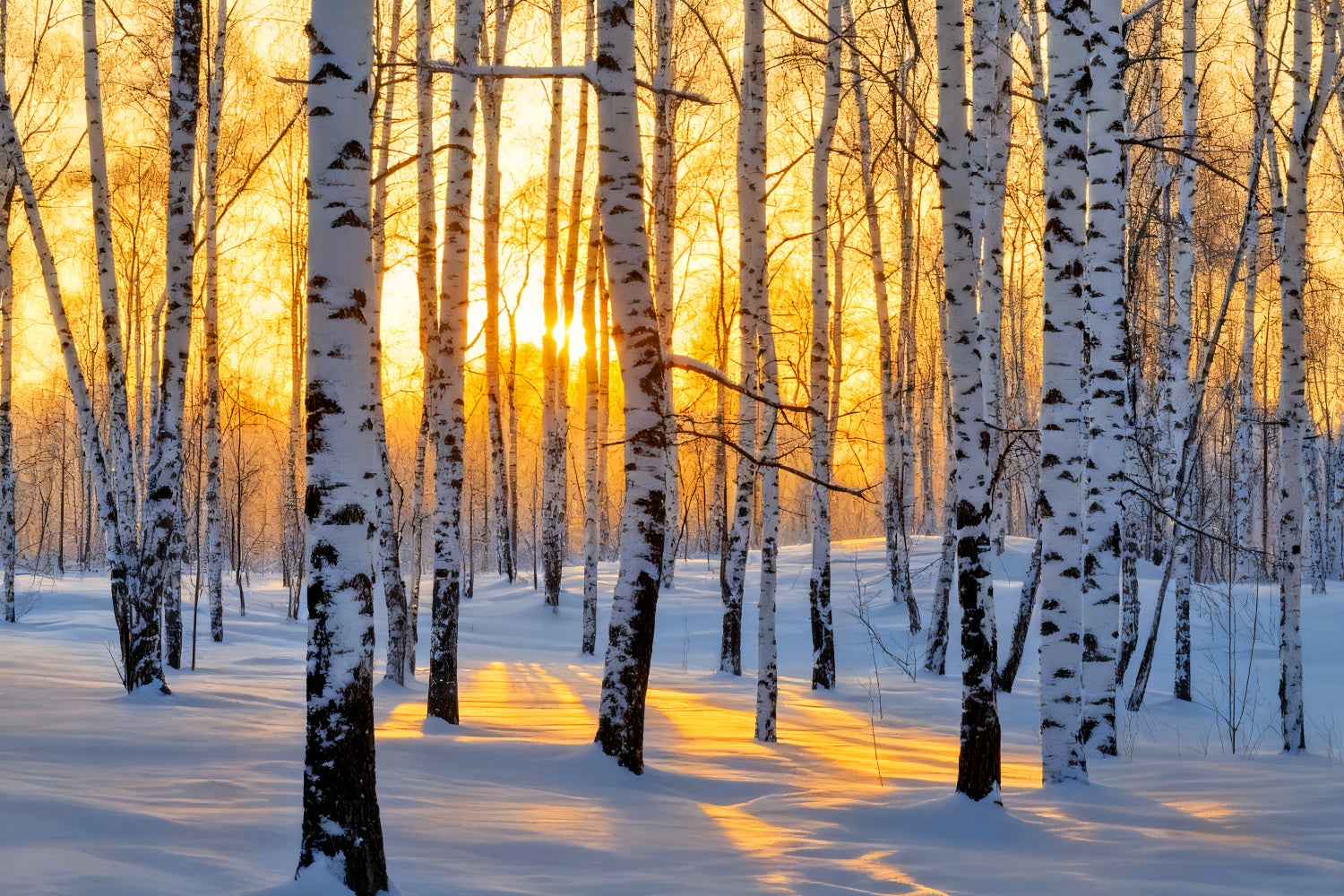 Winterwald-Hintergrund Goldener Sonnenaufgang Birkenwunderland Winter-Hintergrund LXX510-87