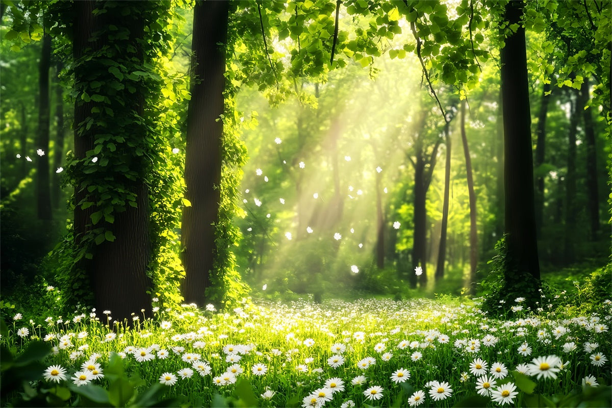 Wald Fotokulisse Gänseblümchen Sonnenstrahl Wiese Kulisse LXX57-132